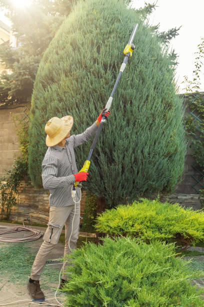 Reliable August, CA Tree Removal and Landscaping Services Solutions